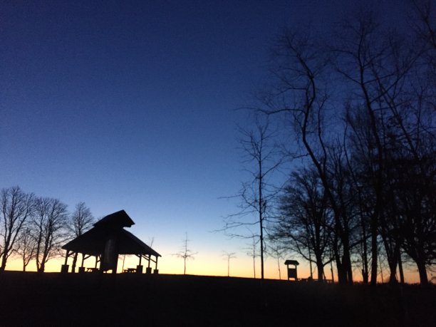 黄蘑菇ML图片下载