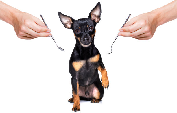 牙科牙刷的狗图片下载