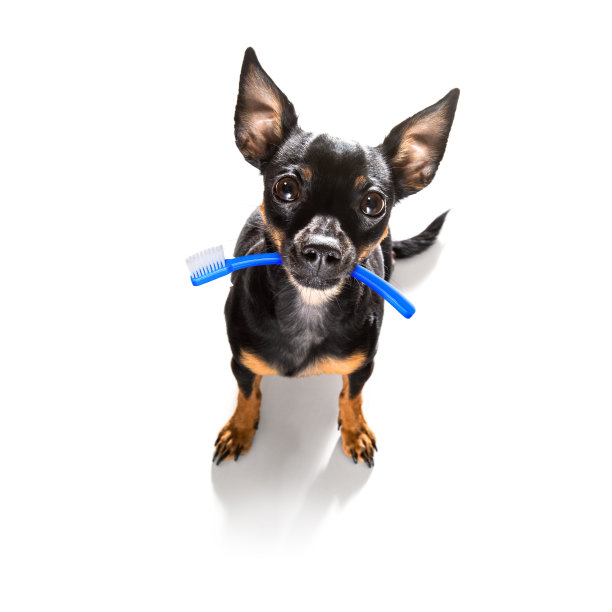 牙科牙刷的狗图片下载