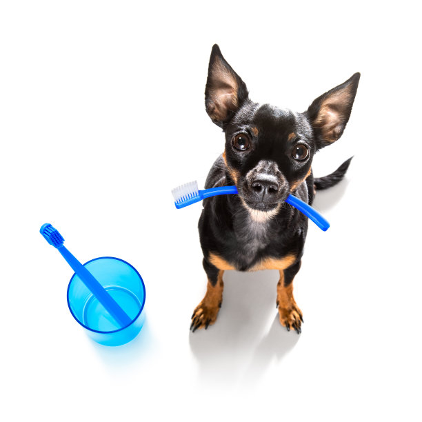 牙刷犬图片下载