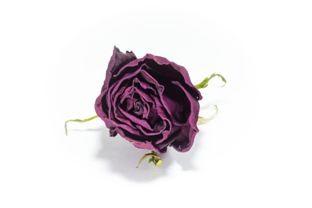 孤立在白色背景上的干玫瑰。图片下载