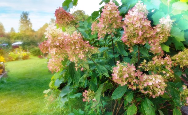 美丽的花朵图片下载