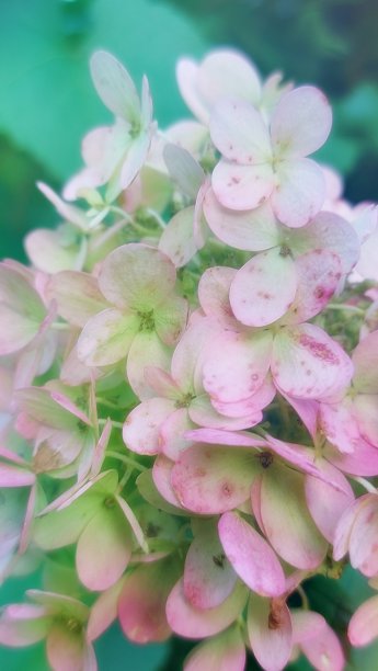 精致的花朵图片下载