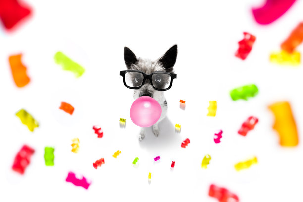 狮子狗吃糖果图片下载