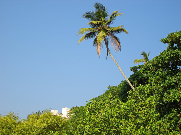 山上都是薄孔棕榈树图片下载