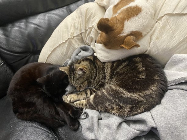 狗和猫在沙发上图片下载