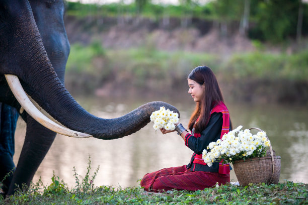 大象正在给一位年轻的亚洲妇女送花。泰国的大象。图片下载