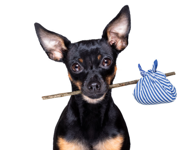 被遗弃和丢失的狗图片下载