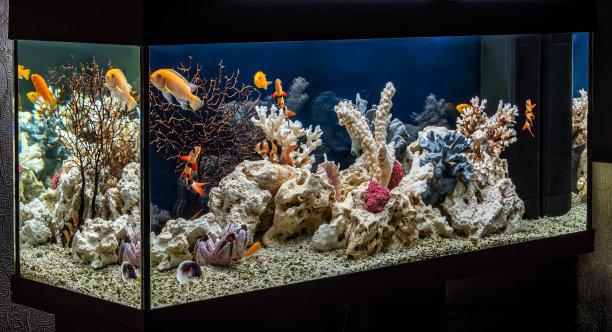 仿海造型的淡水水族馆。水景和水景设计。图片下载