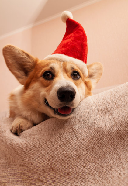 彭布罗克威尔士柯基在沙发上，头上戴着一顶红色的圣诞帽。戴着圣诞老人帽子的狗图片下载