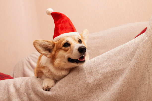 彭布罗克威尔士柯基在沙发上，头上戴着一顶红色的圣诞帽。戴着圣诞老人帽子的狗图片下载