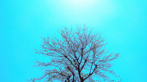 最高的树图片下载