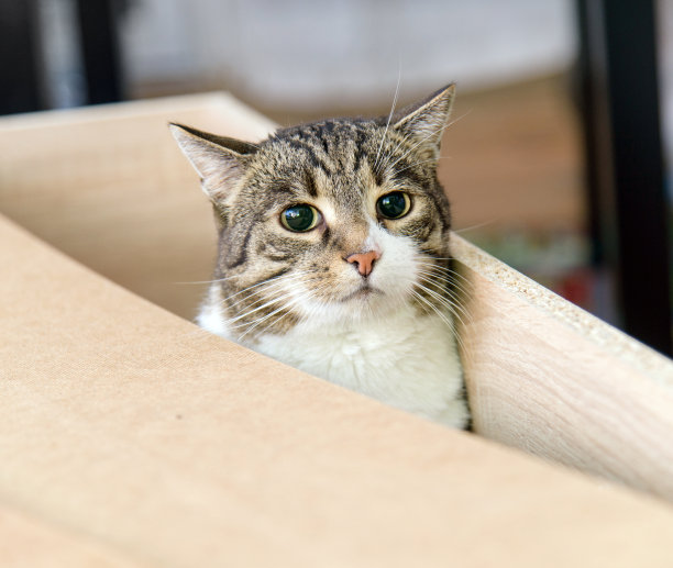 装配时房间内家具的猫和木箱图片下载