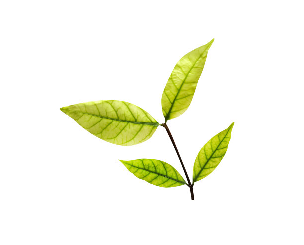 五颜六色的绿叶孤立在白色的背景上，修剪着小路图片下载