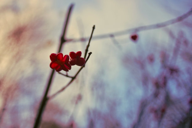 秋天的花图片下载