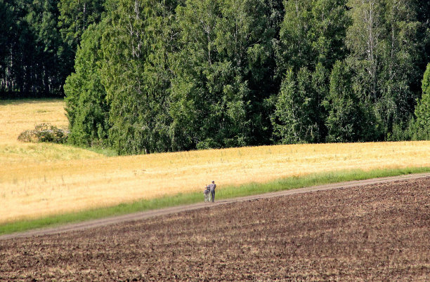 一个骑自行车的人骑着自行车沿着犁地的道路行走。背景是一片白桦林。图片下载