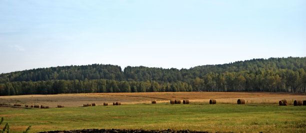 一卷一卷的干草在田野上排成一条长线。背景是森林。秋天的风景。图片下载