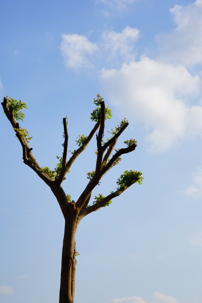 修剪-用树木在多云和天空上园艺图片下载