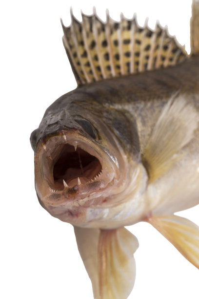 梭子鱼栖息。图片下载