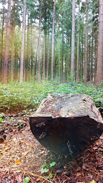 森林中生长的树木图片下载