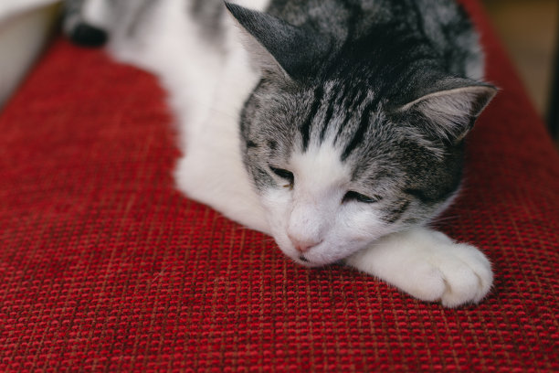 猫在红色的表面休息图片下载