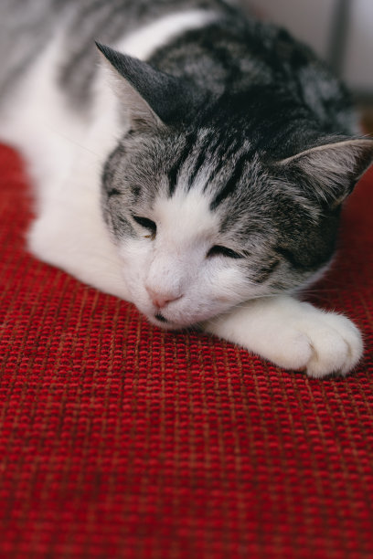 猫在红色的表面休息图片下载