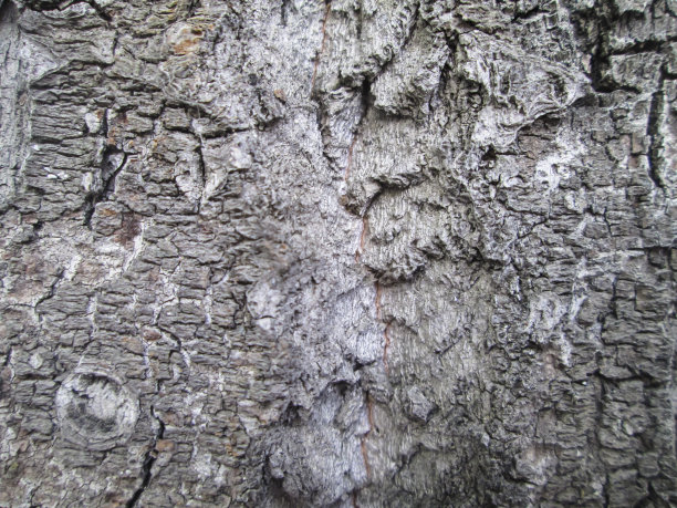 木制背景纹理。图片下载