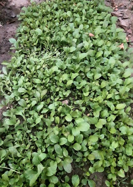 花园鲜绿芥菜叶摄影图片下载