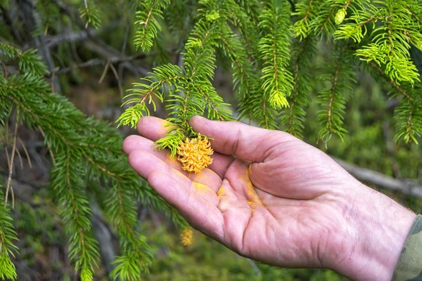 云杉(云杉)在针叶林中开花。锥。图片下载