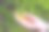 云杉(云杉)在针叶林中开花。锥。图片下载