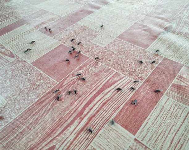 阿特斯图片下载