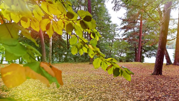 秋天的落叶图片下载