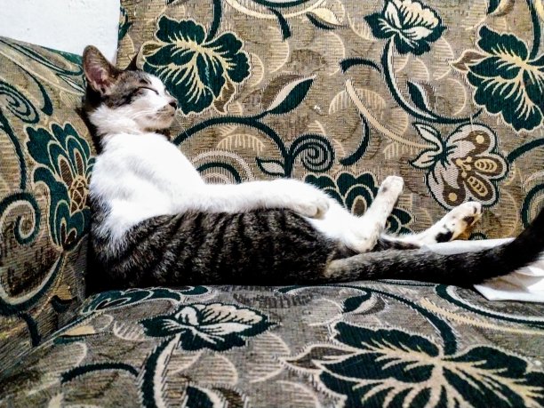 沉睡的猫图片下载