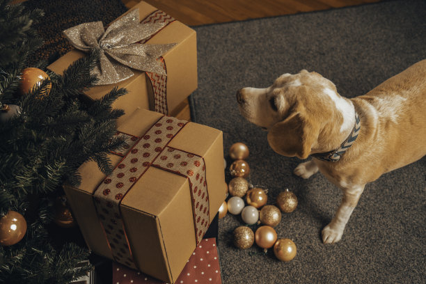 狗坐在圣诞树旁。新年快乐，圣诞快乐的概念。图片下载