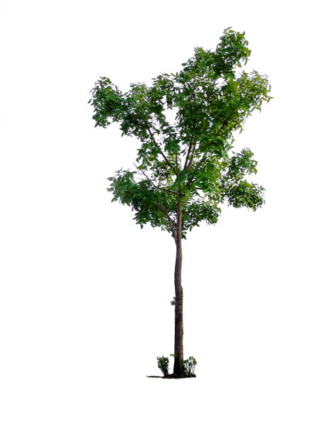 美丽的树孤立在白色的背景图片下载