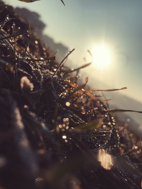 草和阳光图片下载