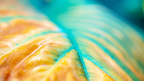 叶子的颜色从绿色变成黄色图片下载