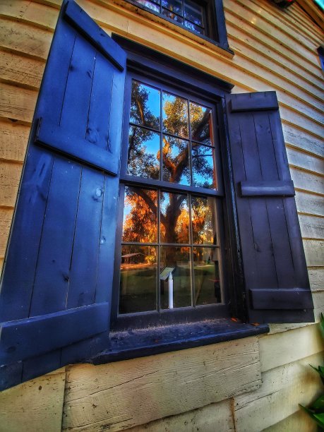 树反射图片下载