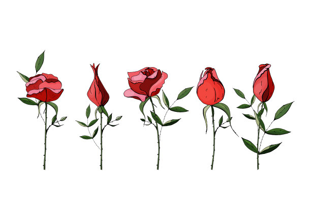 美丽的玫瑰孤立的背景手绘图片下载