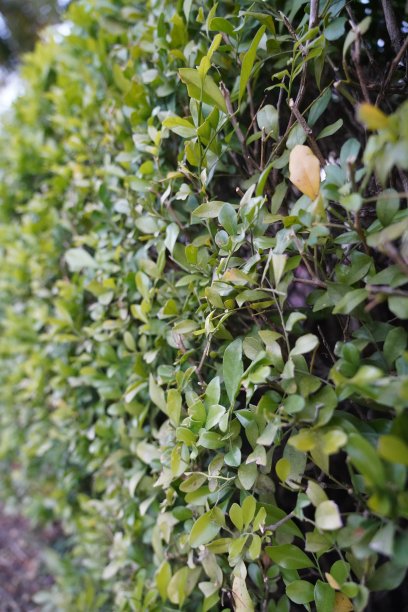 绿色树篱的背景彩色照片图片下载