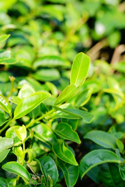 大自然中的绿茶图片下载