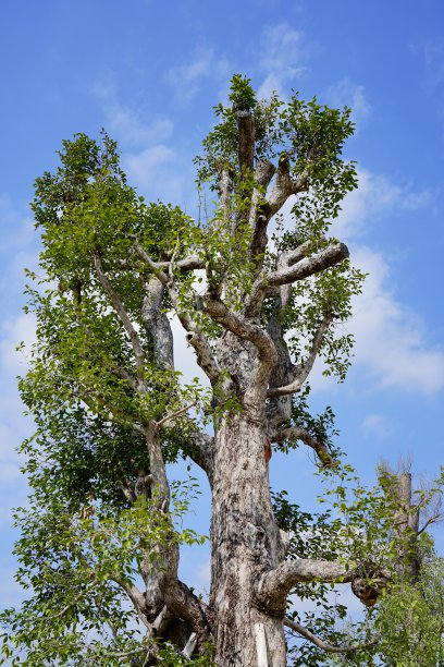 在多云的蓝天上砍下大树的树枝图片下载