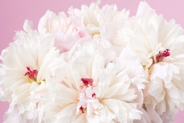 一束粉红色和白色的牡丹素材图片