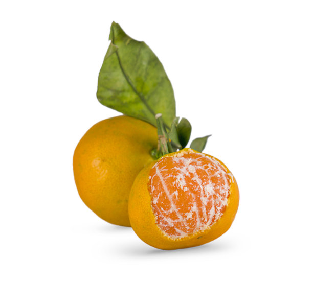 两个新鲜的橘子与叶片在白色背景的库存照片图片下载