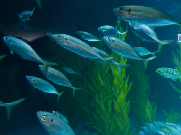 深水里有许多鱼图片下载