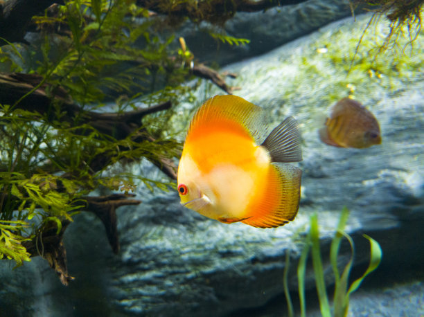 漂亮的橙鱼和鱼的周围图片下载