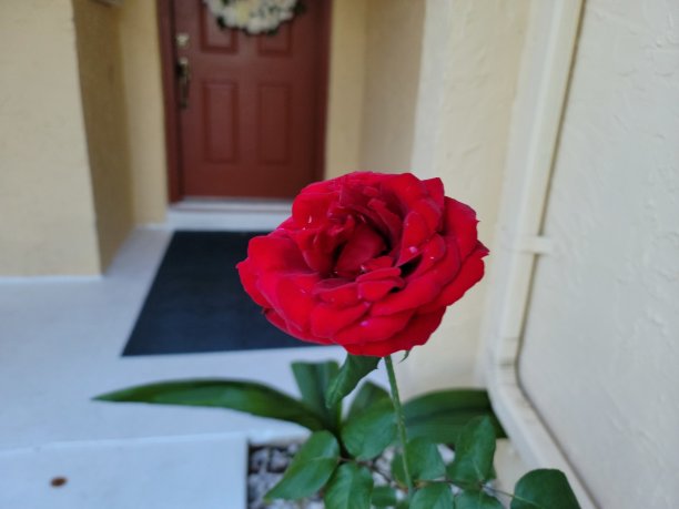 冬天的一朵玫瑰图片下载