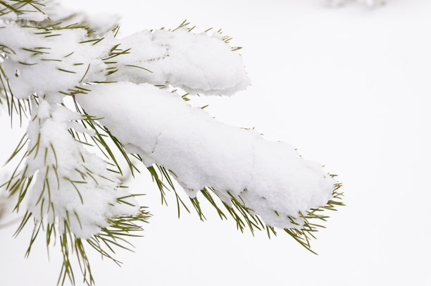 冷杉树枝上覆盖着雪图片下载
