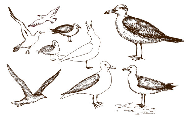 海鸥。手绘黑色现实的轮廓矢量插图。图片下载