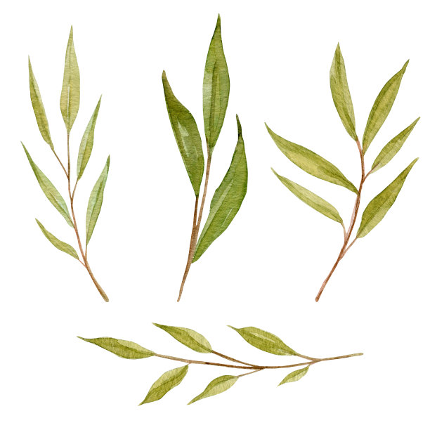 绿枝水彩无缝图案。图片下载